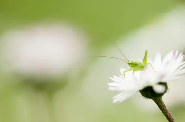 Insekt auf Blume — Stockfoto