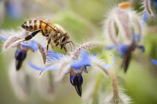 Insect on flower — Stock Photo, Image