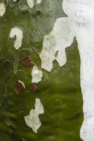 Plane tree bark detail — Stock Photo, Image