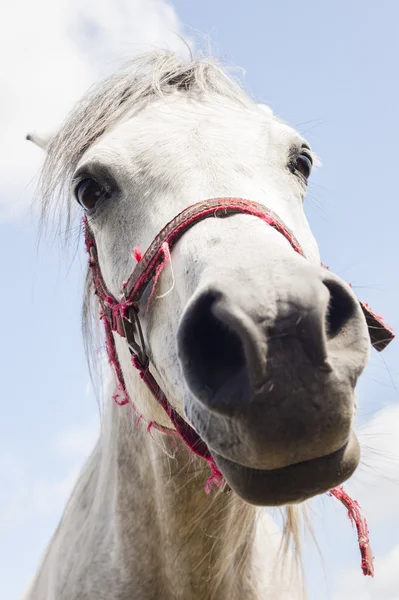 White horse head — Stock Photo, Image