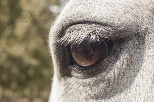 White horse eye — Stock Photo, Image