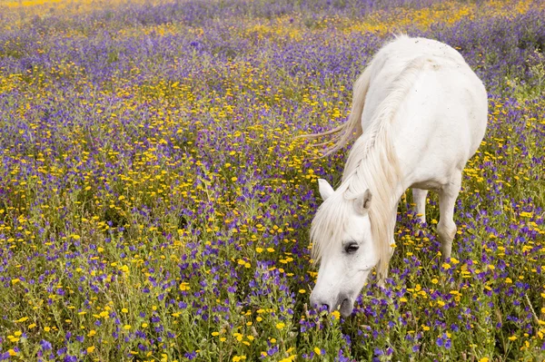White horse on a field — Stock Photo, Image