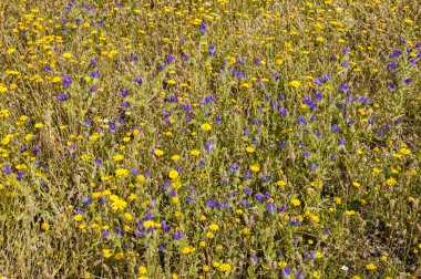 Mavi ve sarı çiçekli çim Sahası 
