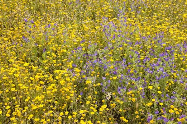 Травяное поле с голубыми и желтыми цветами — стоковое фото