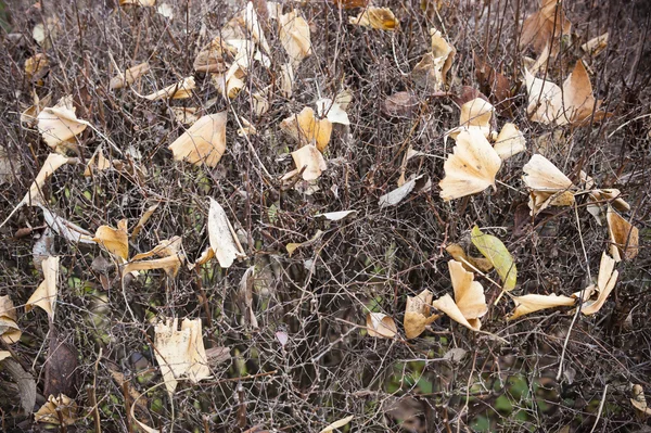 Folhas mortas caídas — Fotografia de Stock