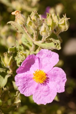 Cistaceae, kaya gül çiçek 