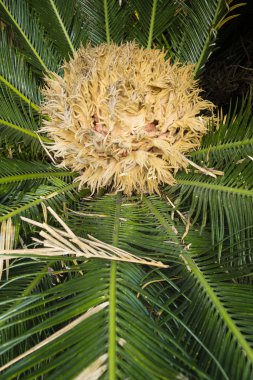 Kadın Cycas sago palmiye detay.