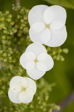 Hydrangea quercifolia flowers clipart