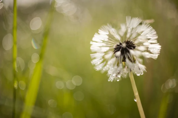 Zbliżenie dandelion, mniszek, nasiona — Zdjęcie stockowe