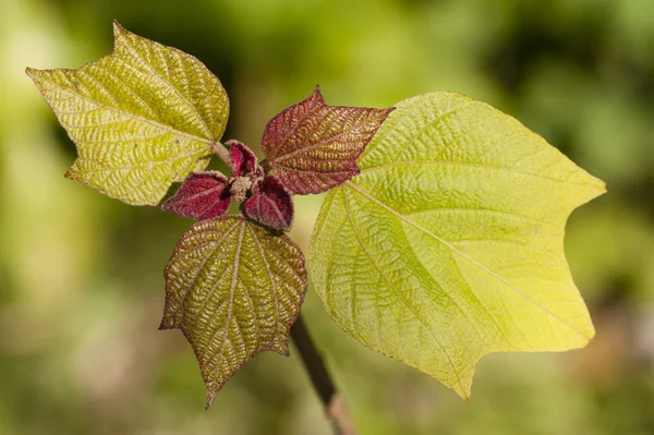 Oakleaf hydrangea young leaves — Stock Photo, Image