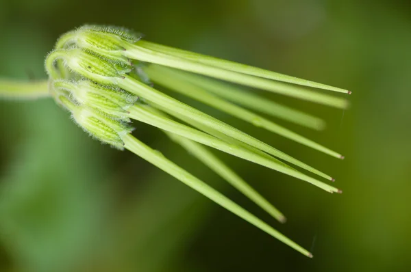 Sementes longas verdes frescas — Fotografia de Stock