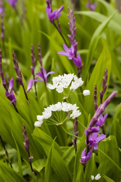 Witte en roze bloemen — Stockfoto