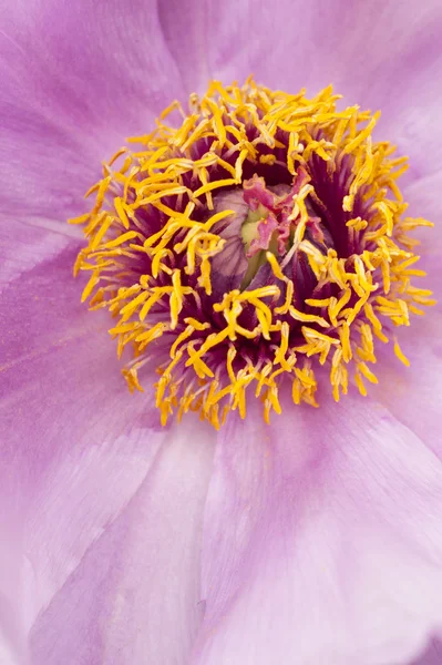 Pink flower and leaves of peony — Stock Photo, Image