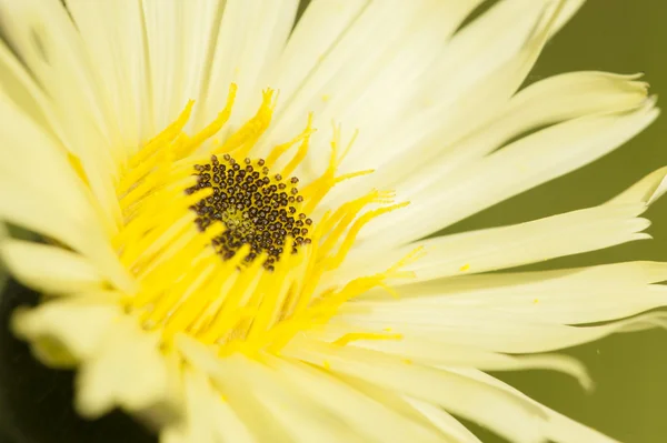 Close-up de dente-de-leão flor amarela — Fotografia de Stock