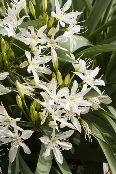 Pancrácio flores brancas — Fotografia de Stock