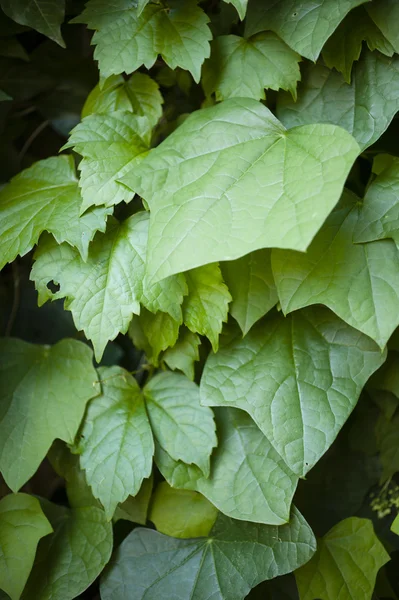 Hedera leavs, commonly called ivy, — Stock Photo, Image