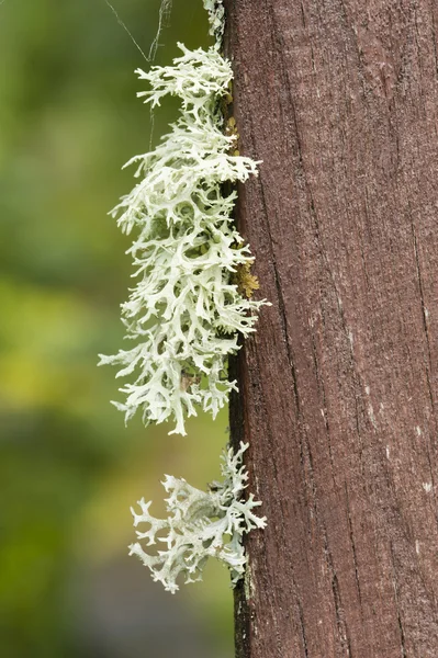 Gray Lichen organisms — Stock Photo, Image