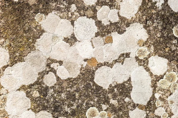 Organismes lichens gris — Photo