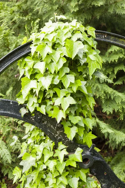 Hedera leavs, commonly called ivy, — Stock Photo, Image