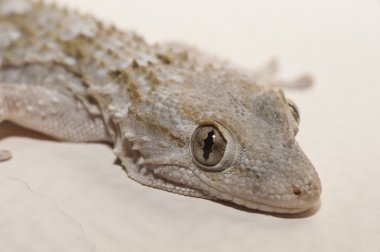 Gri ev Gecko