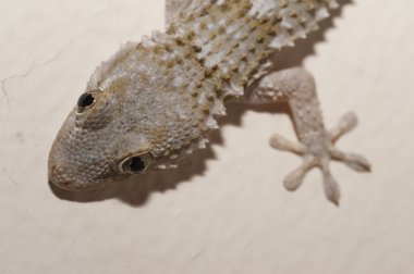 Gri ev Gecko