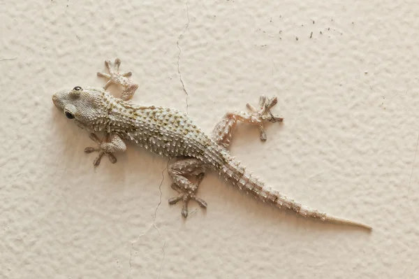 Gray house Gecko — Stock Photo, Image