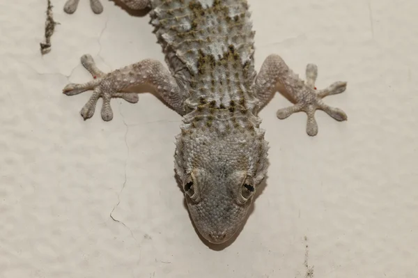 Casa cinzenta Gecko — Fotografia de Stock