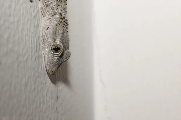 Gray house Gecko