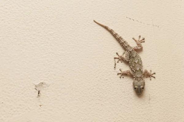 Gray house Gecko — Stock Photo, Image