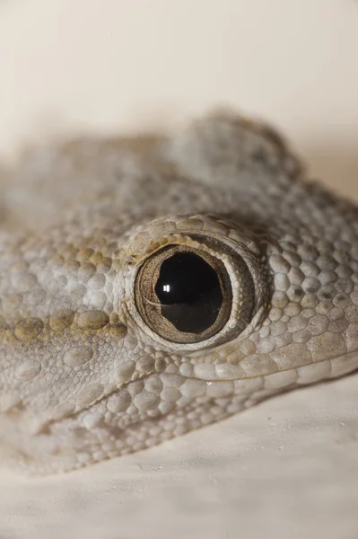 Casa grigia Gecko — Foto Stock