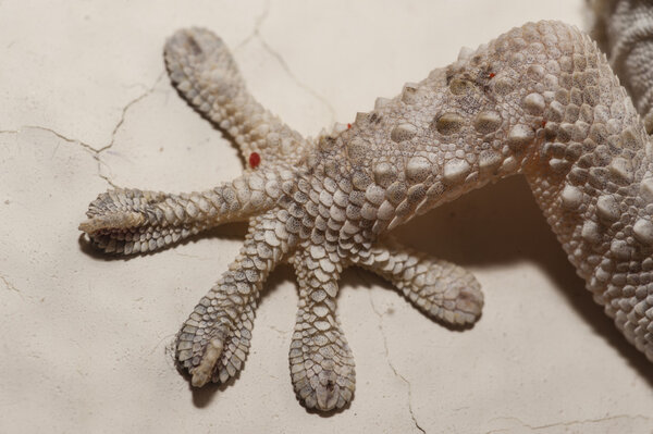 Gray house Gecko