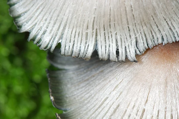 Paddenstoelen Groeien Uit Een Boomstam Bedekt Met Groen Mos Het — Stockfoto