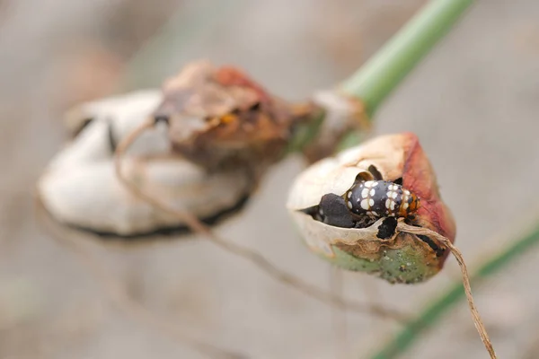 Amaryllis Borer Kew Bogen Mot Brithys Crini Middellandse Zee Lelie — Stockfoto