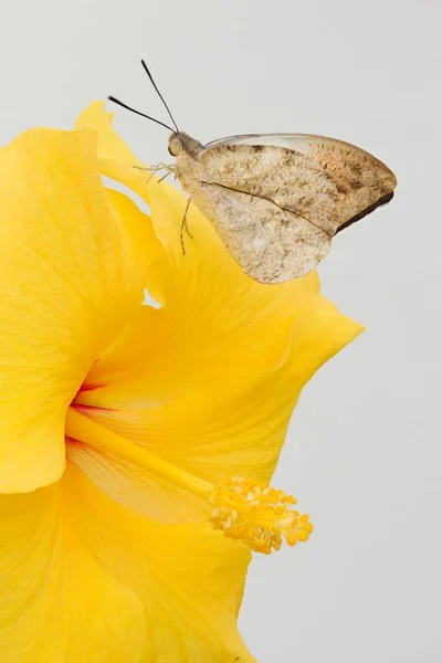 Mariposa Marrón Sobre Flor Ibisco — Foto de Stock