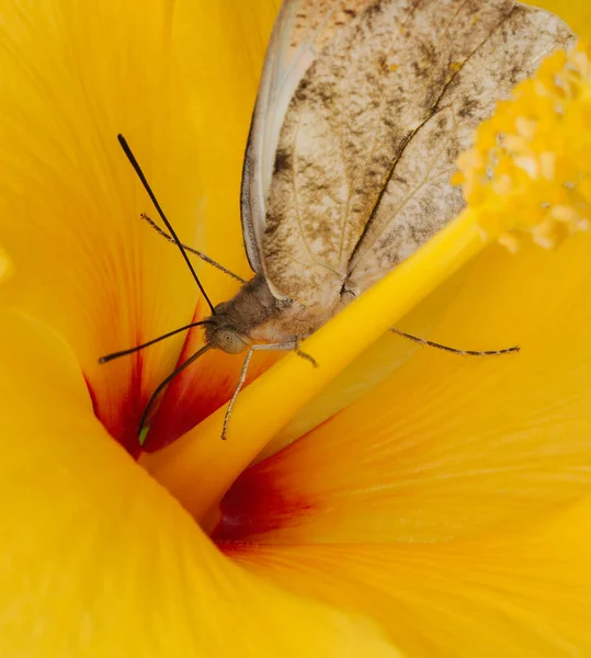 热带蝴蝶吸蜜和果汁的特写 — 图库照片