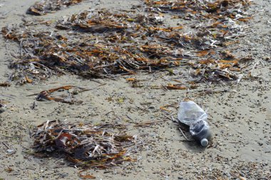 Sıkışmış Posidonia okyanus bitkisi yaprakları, Neptün deniz kıyısında plastikler ve mikro plastik çöplerle kaplı..