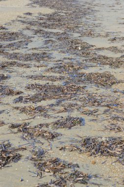 Sıkışmış Posidonia okyanus bitkisi yaprakları, Neptün çimi, bant otu, Akdeniz 'e özgü deniz yosunları.