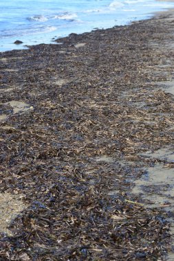 Sıkışmış Posidonia okyanus bitkisi yaprakları, Neptün çimi, bant otu, Akdeniz 'e özgü deniz yosunları.