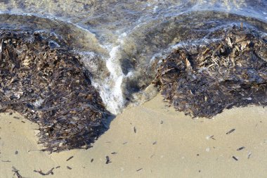 Sıkışmış Posidonia okyanus bitkisi yaprakları, Neptün çimi, bant otu, Akdeniz 'e özgü deniz yosunları.