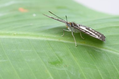 Tropikal renkli kelebek, açık kanatlı bir yaprağın üzerinde dinleniyor.