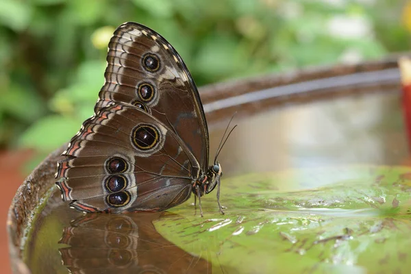 Tropikal Morpho Kelebeği Kabında Yaprağı Üzerinde Oturuyor — Stok fotoğraf