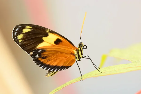 Papillon Tropical Coloré Reposant Sur Une Feuille Aux Ailes Fermées — Photo