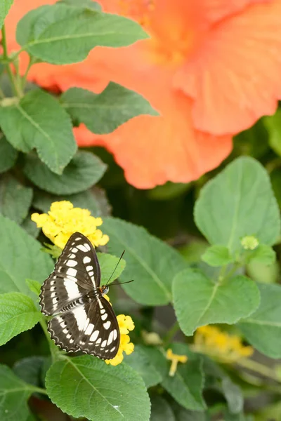 热带五彩斑斓的蝴蝶栖息在张开翅膀上方的叶子上 — 图库照片