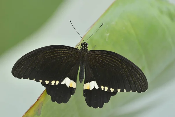 開いた翼を持つ葉の上に休んで熱帯色の蝶上の視点 — ストック写真