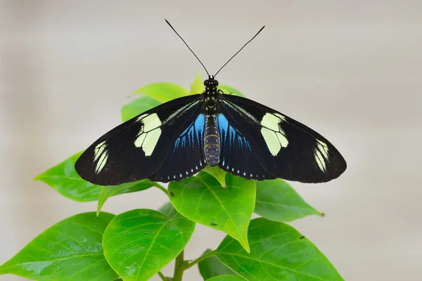 Tropiska Färgglada Fjäril Vilar Ett Blad Med Öppna Vingar Övre — Stockfoto