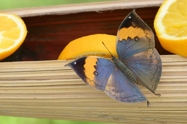 Papillon Tropical Reposant Sur Une Feuille Oranges — Photo
