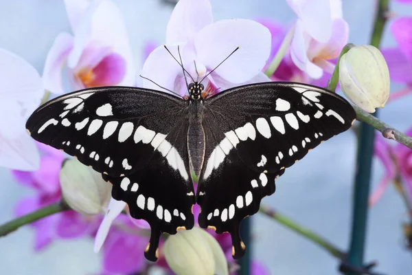 Τροπική Πολύχρωμη Πεταλούδα Που Στηρίζεται Λουλούδια Ορχιδέας Ανοιχτά Φτερά — Φωτογραφία Αρχείου