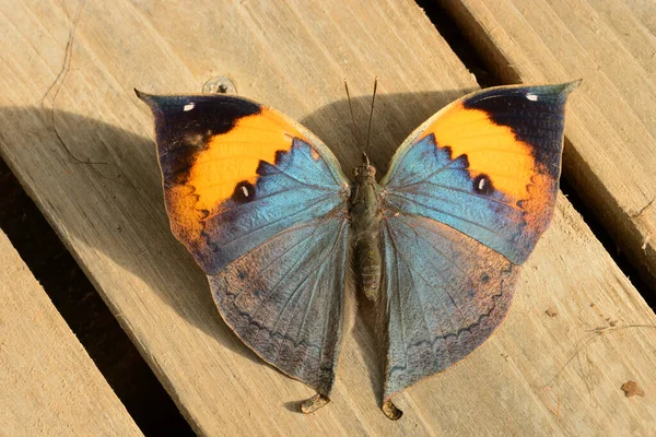 Tropischer Farbenfroher Schmetterling Ruht Auf Holzplanken Mit Offenen Flügeln Oberperspektive — Stockfoto