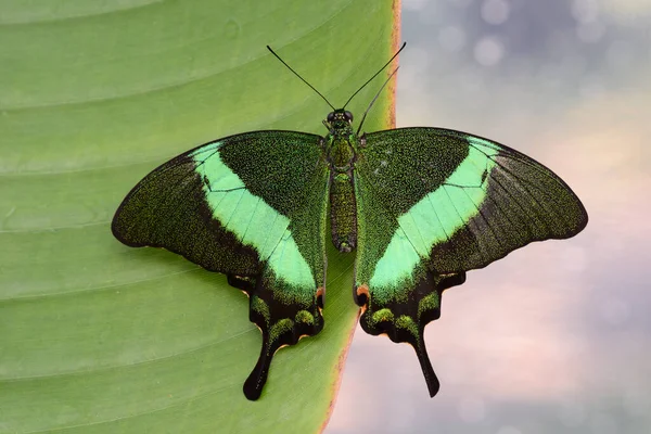 Papillon Tropical Coloré Reposant Sur Une Feuille Avec Des Ailes — Photo