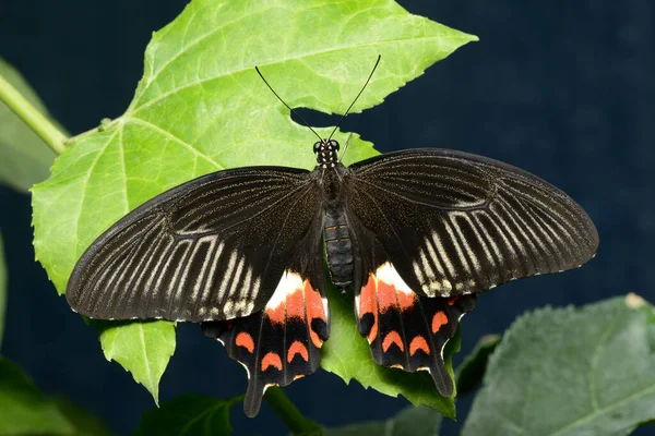 Mariposa Tropical Colorida Descansando Sobre Una Hoja Con Alas Abiertas — Foto de Stock